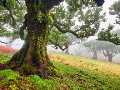 Сказочные леса Мадейры – индивидуальная экскурсия