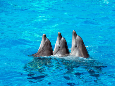 Шоу дельфинов в Шарм-эль-Шейхе – групповая экскурсия