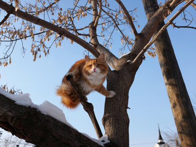 33 желания: необычные памятники Томска – индивидуальная экскурсия