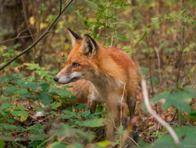 От Куршской косы до курортов: Зеленоградск, Светлогорск и Янтарный – индивидуальная экскурсия