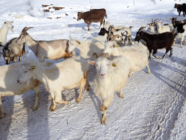 Сельский уют: один день на ферме в Тульской области – групповая экскурсия
