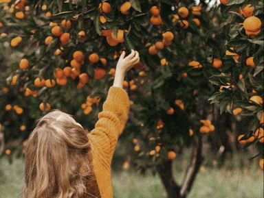 Восточная Апсны: Сухум, термальный источник Кындык и мандариновый сад🍊 – групповая экскурсия
