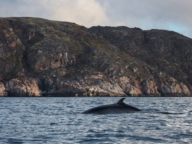 Фотоохота на китов в Териберке – групповая экскурсия