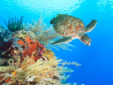 Канкун: снорклинг с морскими черепахами и купание в сеноте – групповая экскурсия