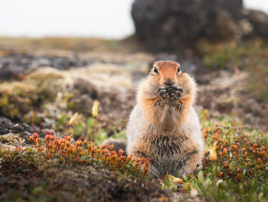 Авачинский перевал, восхождение на экструзию «Верблюд» – индивидуальная экскурсия