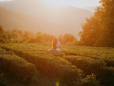 Чайные плантации Солох-Аула и долина Шахе + фотосессия – индивидуальная экскурсия