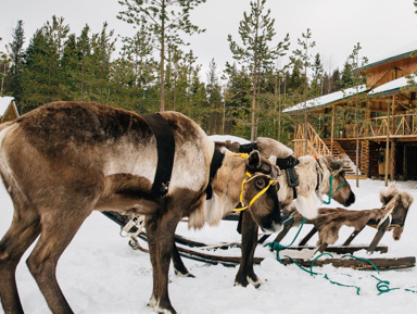 Карельский Новый Год в Петрозаводске: в гости к Деду Морозу Талви Укко – групповая экскурсия