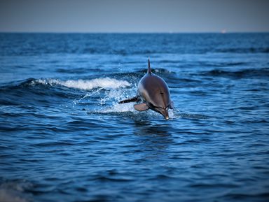Экспедиция к черноморским дельфинам – групповая экскурсия