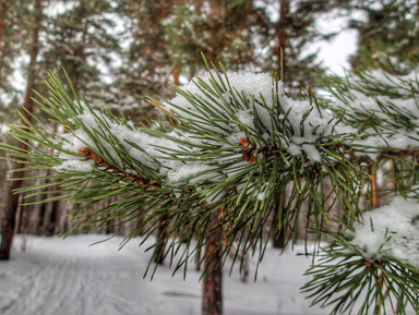 "Сны зимнего леса" экскурсия в Дендрарий с таёжным чаем