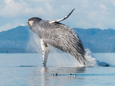 Фотоохота на китов в Териберке – групповая экскурсия