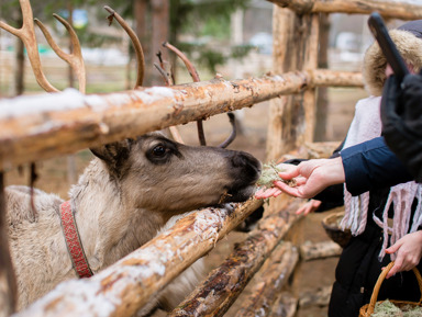 Знакомство с Карелией: хаски, олени, водопады и мраморный каньон Рускеала – групповая экскурсия