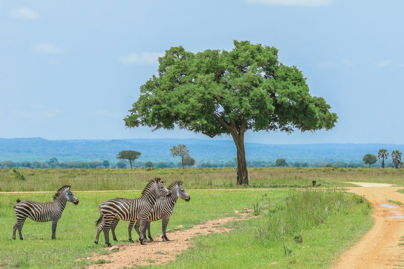 Сафари в национальный парк Микуми — из Занзибара – индивидуальная экскурсия