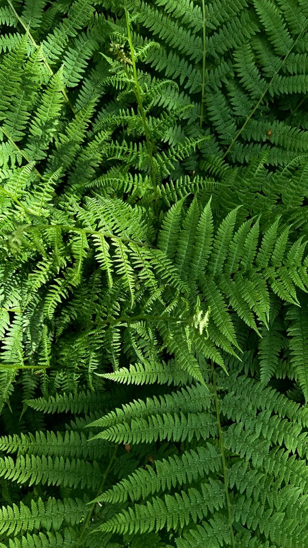 Уютное фотопутешествие на Куршскую косу — из Калининграда на машине – групповая экскурсия