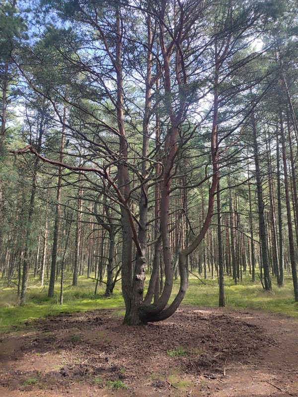 Куршская коса — уголок нетронутой природы – индивидуальная экскурсия
