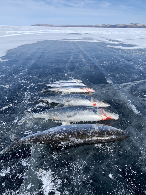 Зимняя рыбалка на острове Ольхон – индивидуальная экскурсия