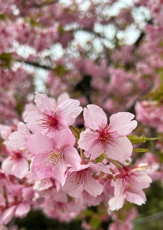 Ветка сакуры – индивидуальная экскурсия