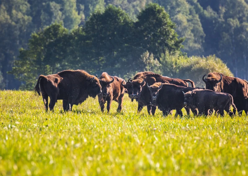 Беловежская пуща по выходным и праздникам – групповая экскурсия