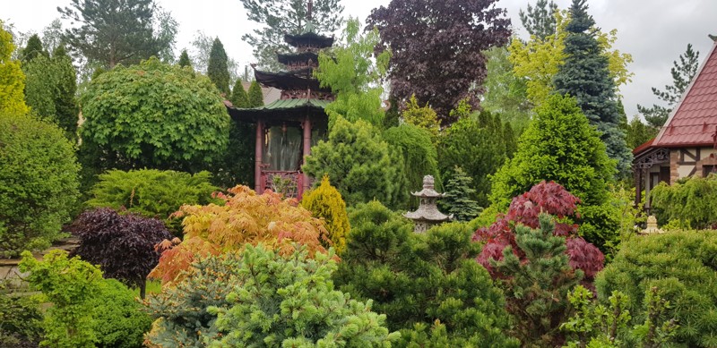 Хвойная коллекция: растения со всего мира в китайском саду – групповая экскурсия