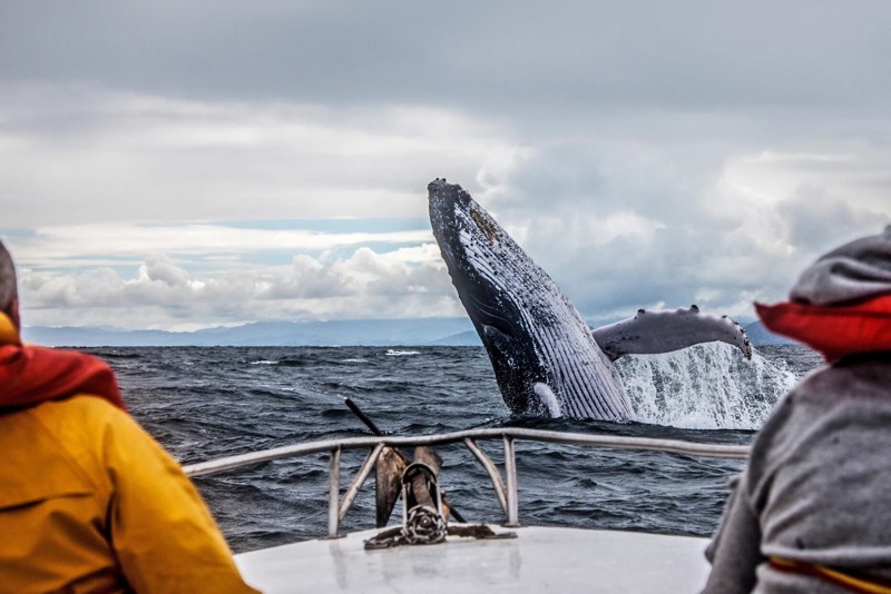 Природа Заполярья и встреча с китами — это Териберка! – групповая экскурсия