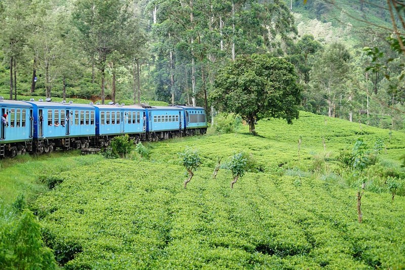 Горы Шри-Ланки: чайные плантации, экзотические растения и водопады – авторский тур
