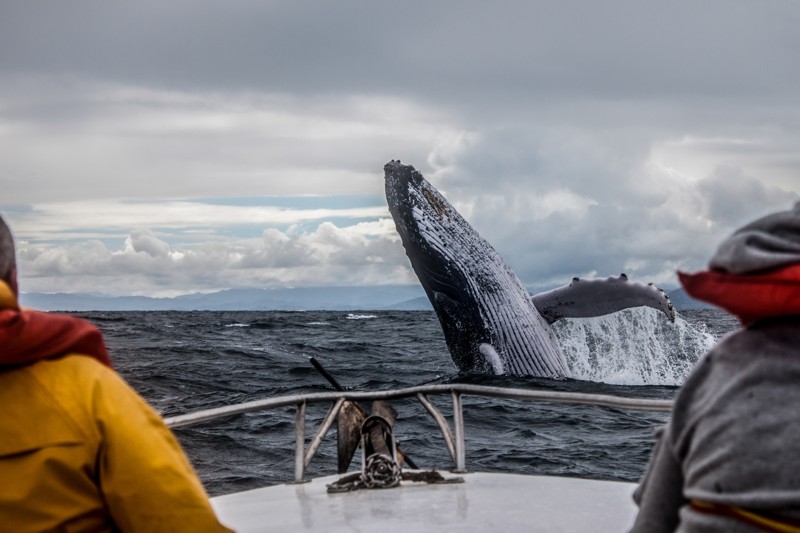 На поиски китов и северного сияния в Териберку – авторский тур