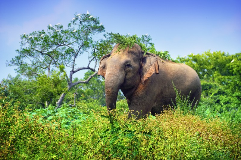 Назад к истокам: индивидуальный автотур по Шри-Ланке – авторский тур