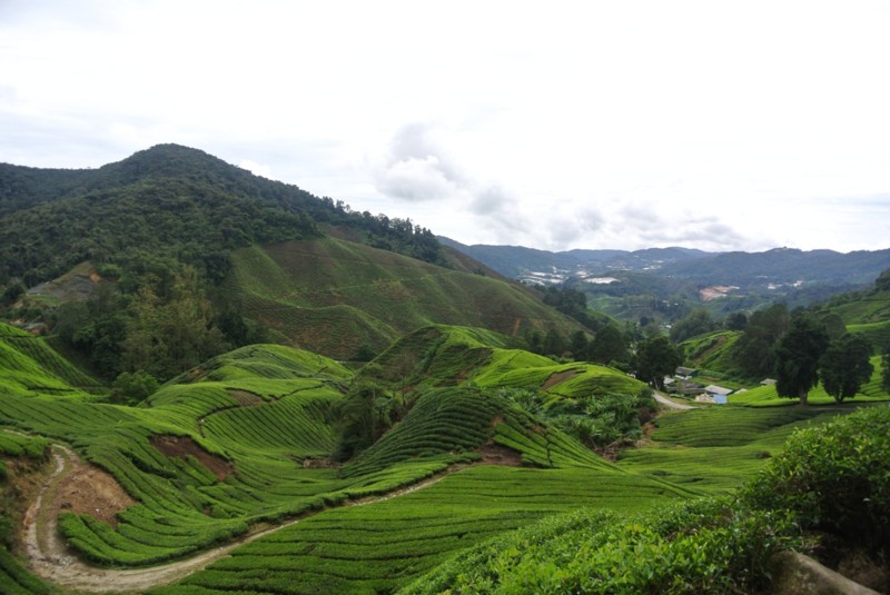 Чайные плантации нагорья Камерон – индивидуальная экскурсия