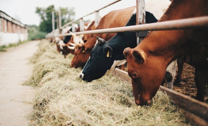 33 коровы: один день на счастливой ферме – индивидуальная экскурсия
