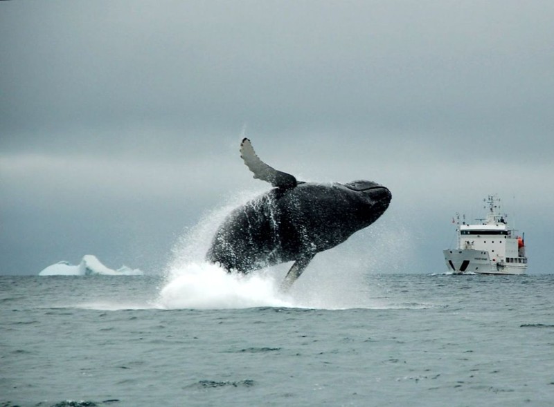 В Териберку — на встречу с китами! – групповая экскурсия