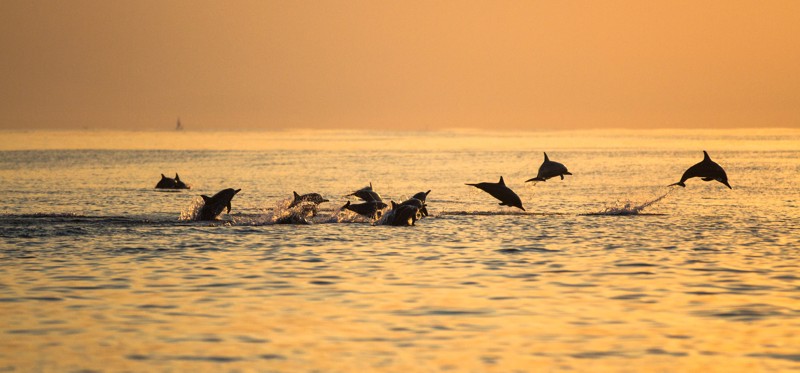 На рассвете к дельфинам: поездка на север Бали – индивидуальная экскурсия