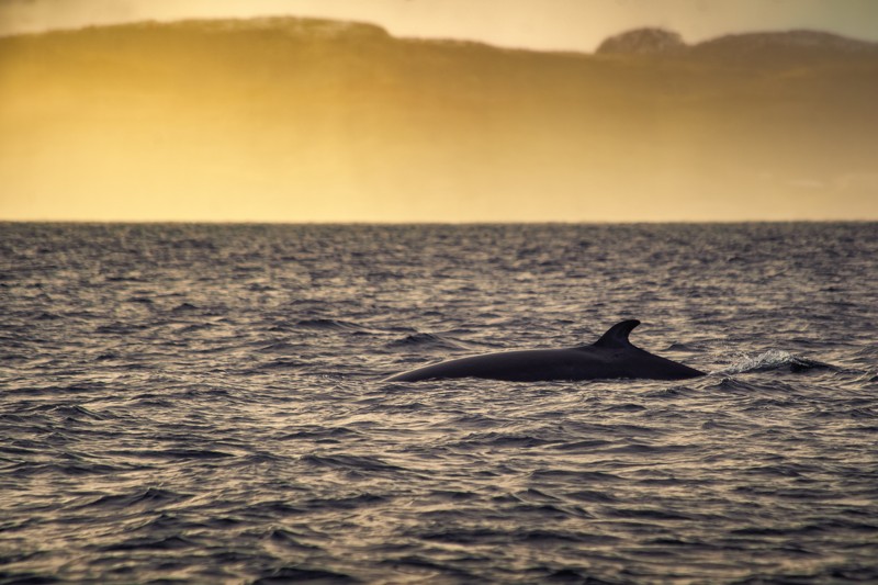 На край Земли: поездка в Териберку и селфи с китами – индивидуальная экскурсия