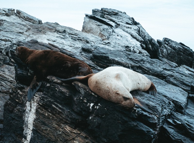 Затерянные острова и лежбище морских львов: фототур на катере! – индивидуальная экскурсия