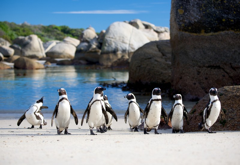 ЮАР — Кейптаун: мыс Доброй Надежды, пингвины и захватывающий Чапменс-Пик – индивидуальная экскурсия
