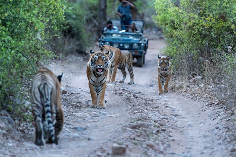 Тигры в дикой природе: заповедная и популярная Индия – авторский тур