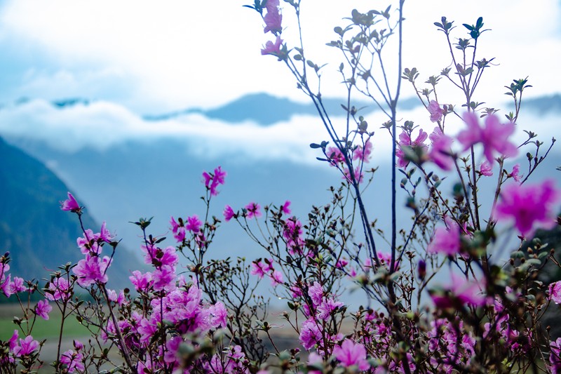 Особое время на Алтае: автотур с прогулками по местам цветения маральника – авторский тур