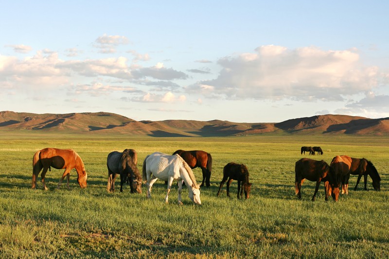 Из Иркутска в Монголию: ночёвки у озера Хубсугул, знакомство с кочевой жизнью и фотосафари – авторский тур