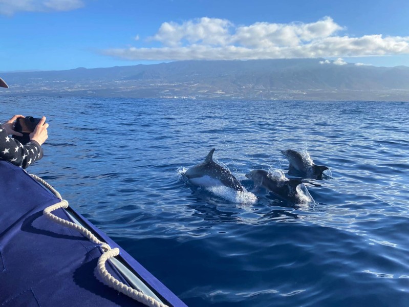 Из Тенерифе на яхте — к дельфинам и китам (в группе) – групповая экскурсия