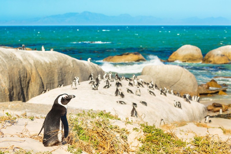 Пингвины, морские котики и мыс Доброй Надежды – индивидуальная экскурсия