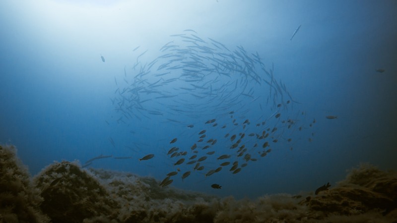 Кто проживает на дне океана, или Пробное погружение с аквалангами – групповая экскурсия