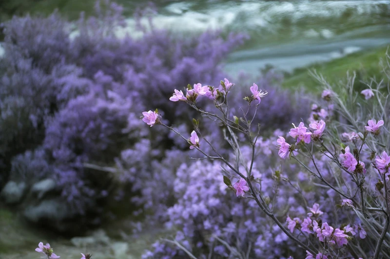 Автотур в мини-группе по знаковым локациям Алтая в период цветения маральника – авторский тур