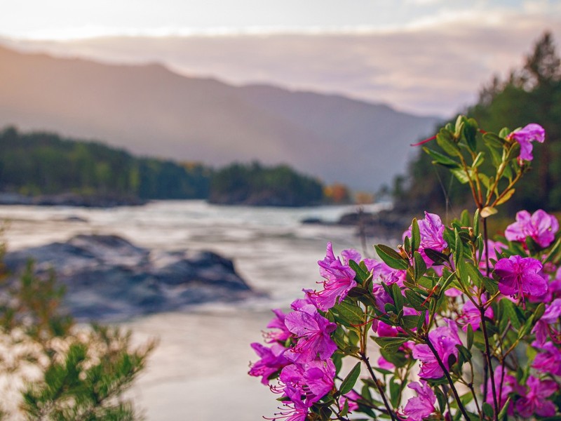 На Алтай во время цветения алтайской сакуры – авторский тур