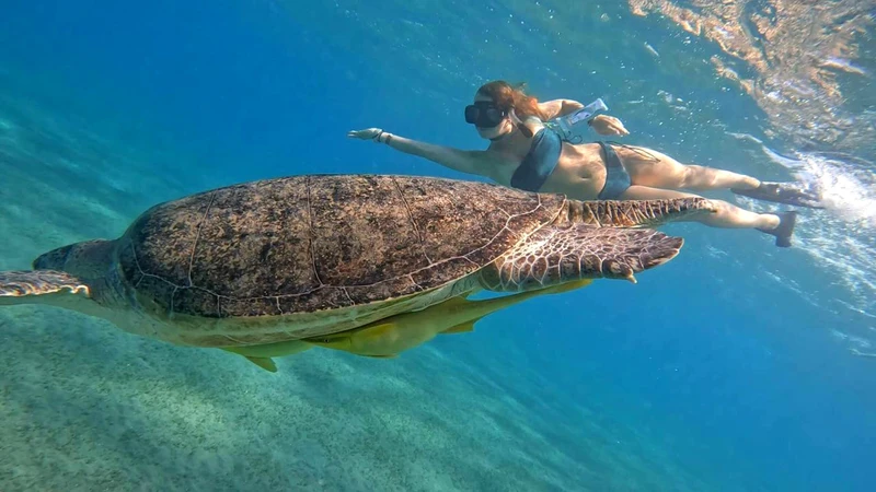 Снорклинг с черепахами в бухте Абу Дабаб + аквапарк (из Хургады) – групповая экскурсия