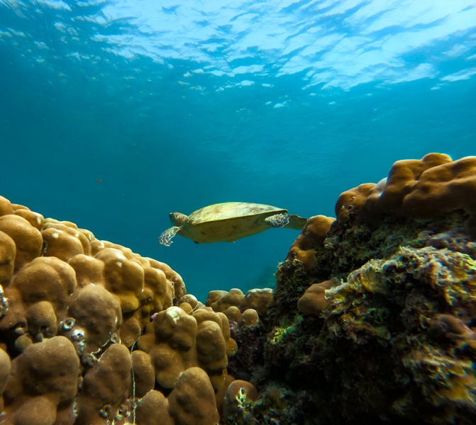 Из Маската — к необитаемым островам Дайманият – индивидуальная экскурсия