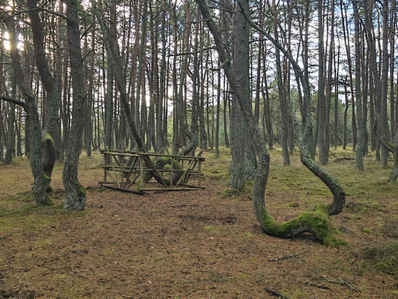 Куршская коса и Зеленоградск — из Калининграда – групповая экскурсия