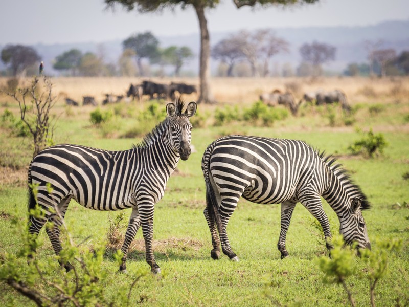 Сафари в национальном парке Микуми – индивидуальная экскурсия