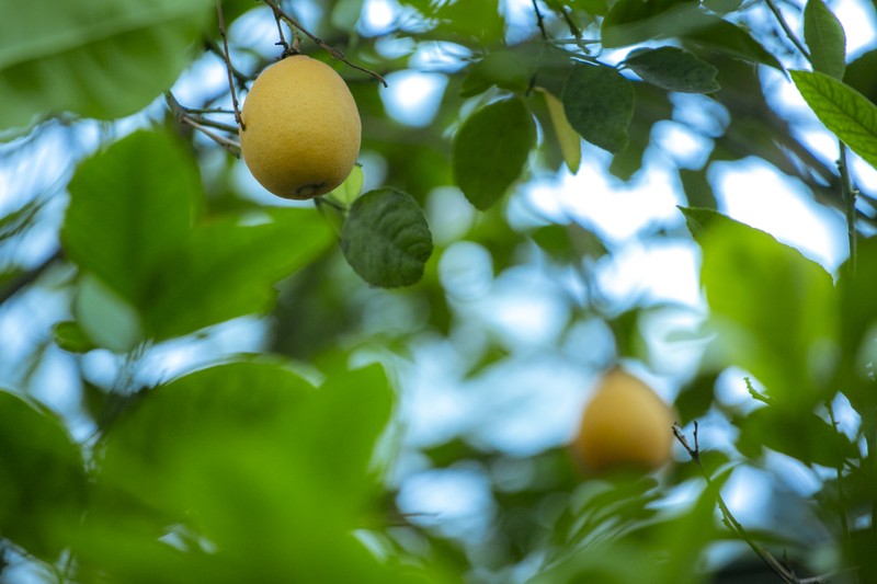 Медовня и лимонарий в Уфе – групповая экскурсия