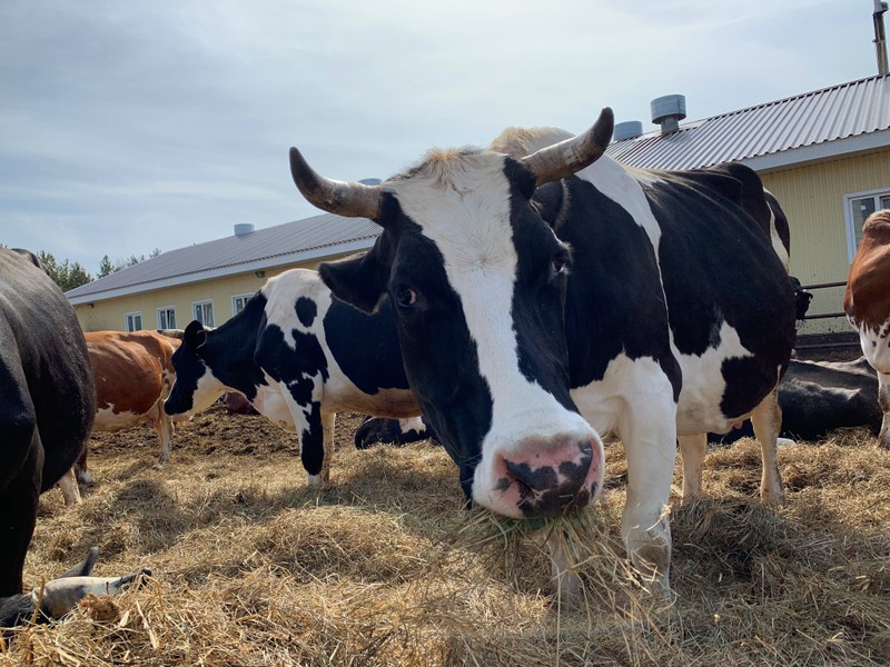 В гости к уральским бурёнкам — из Екатеринбурга – индивидуальная экскурсия