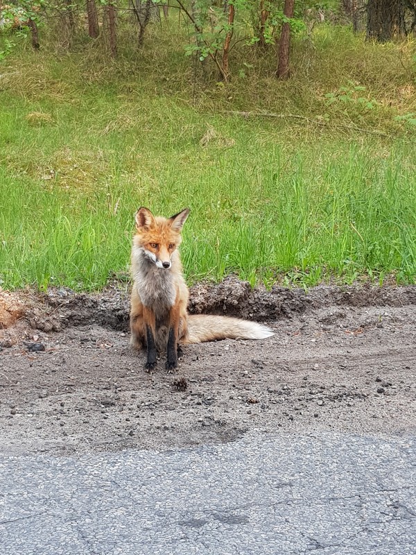 Загадочная Куршская коса с сертифицированным гидом — из Светлогорска – индивидуальная экскурсия