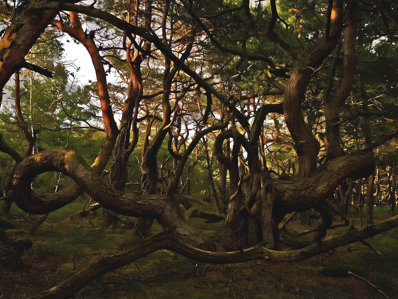 Куршская коса, Зеленоградск и сыроварня «Шаакен Дорф» — из Калининграда – групповая экскурсия