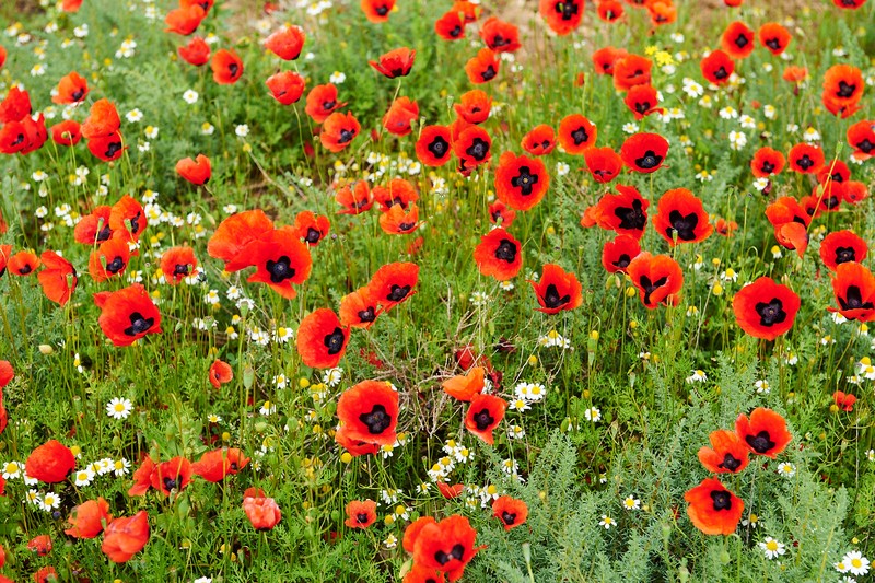 Групповая экскурсия в Хор Вирап и Нораванк